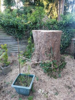 Stump Grinding