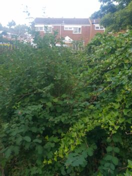Garden Clearances