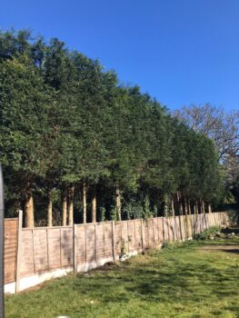 Hedge Trimming