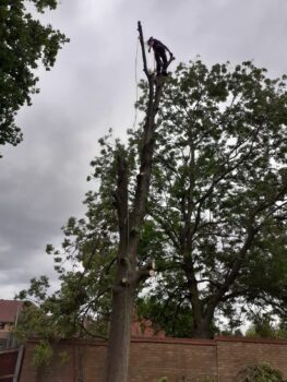 All Aspects Of Tree Care